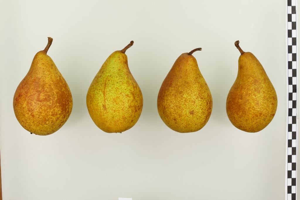 Pias Butterbirne
