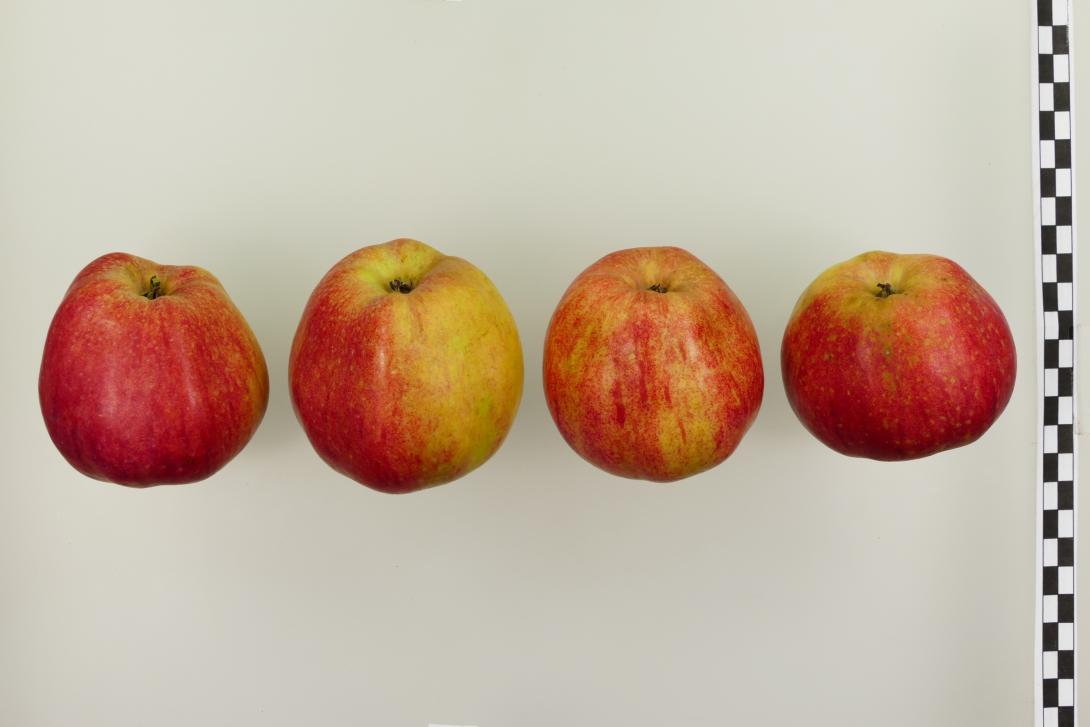 Wilstedter Apfel