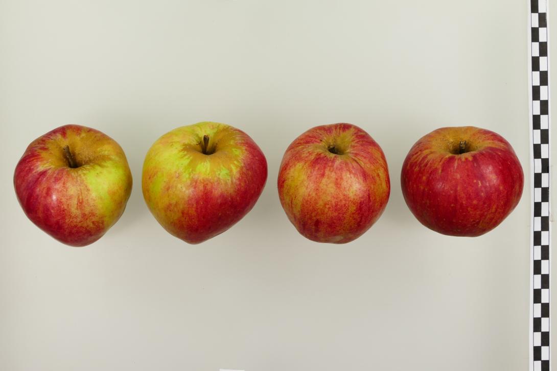 Wilstedter Apfel