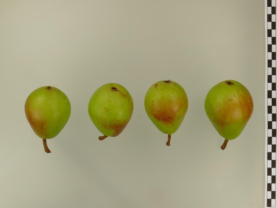 Coscia