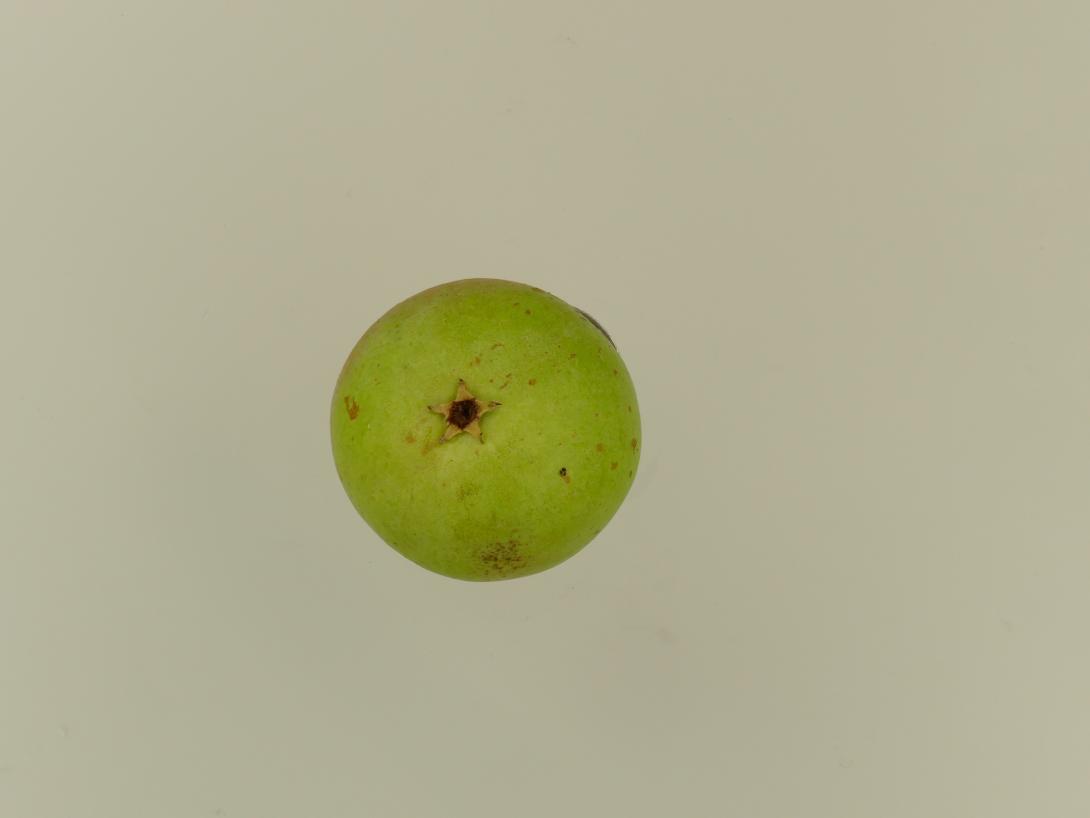 Coscia