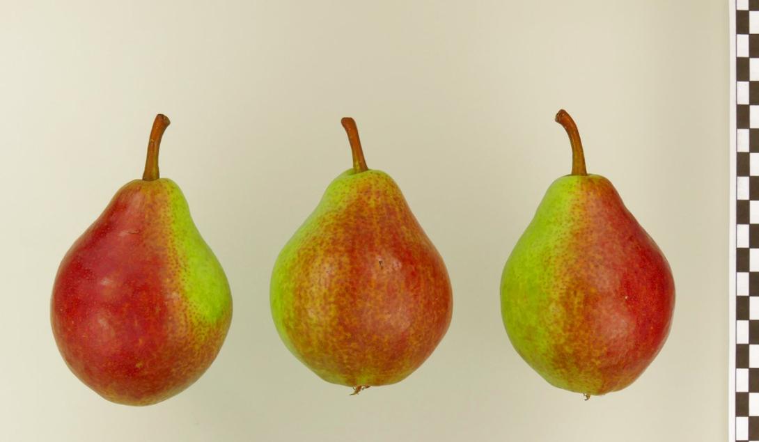 Clapps Liebling