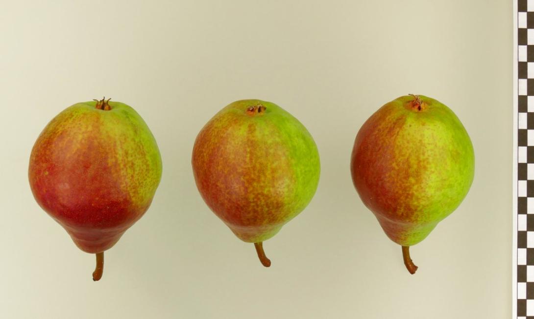Clapps Liebling