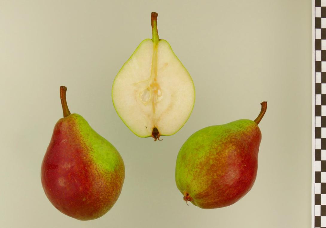 Clapps Liebling