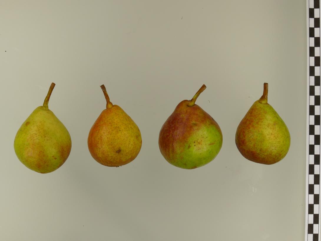 Petersbirne