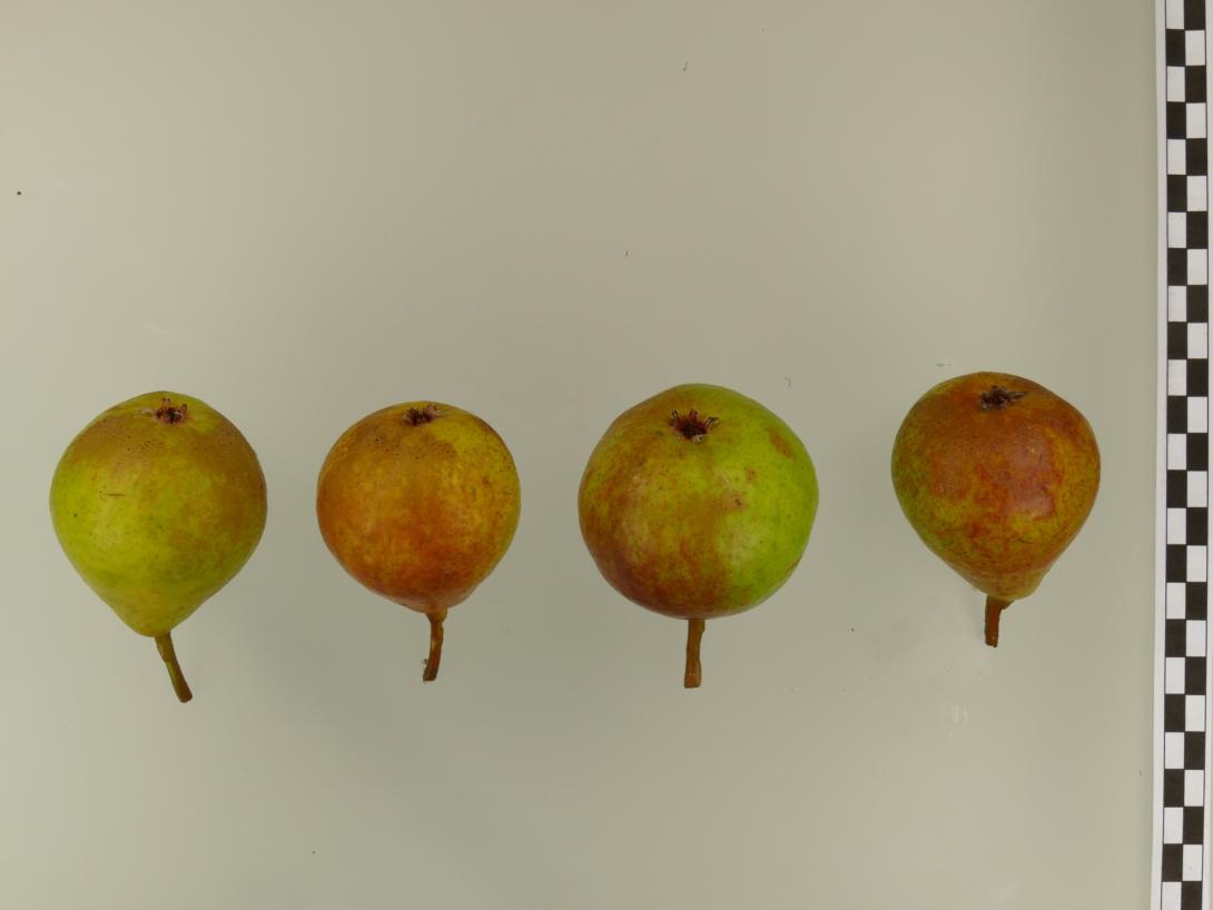Petersbirne