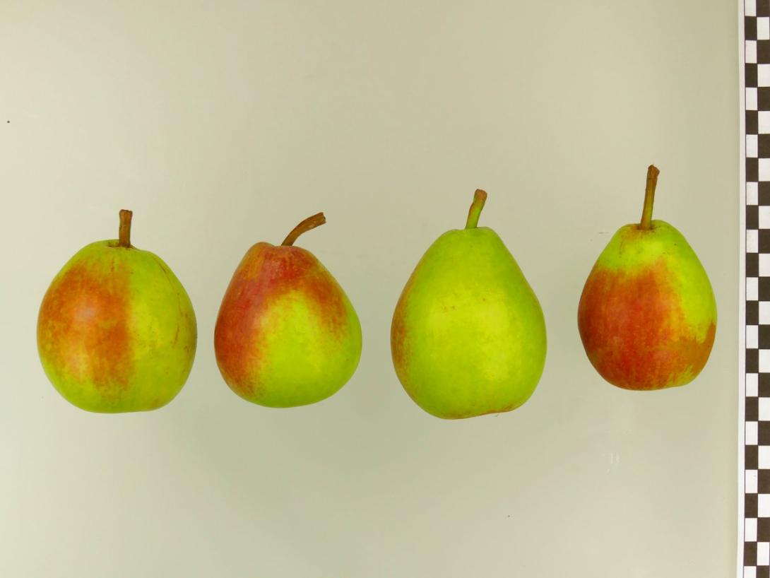 Bunte Julibirne