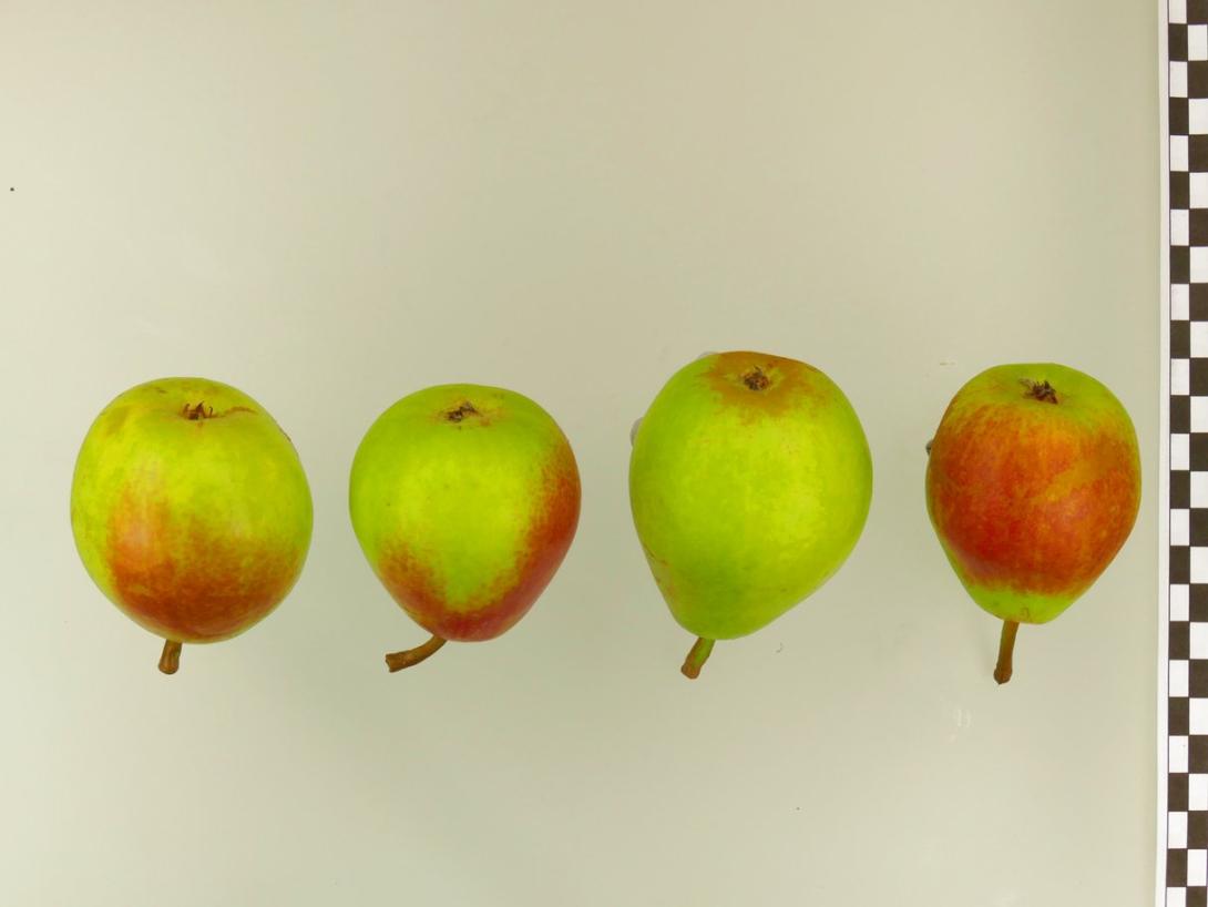 Bunte Julibirne