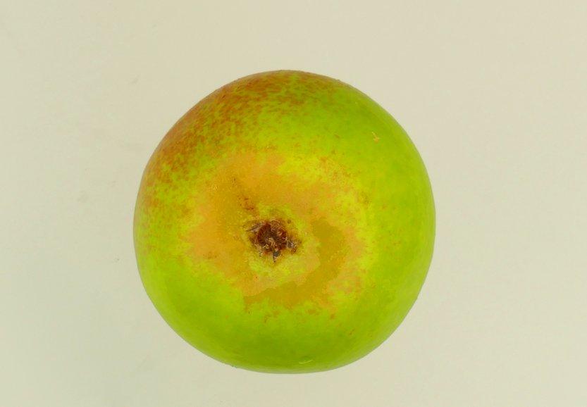 Bunte Julibirne