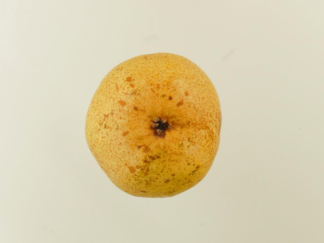 Ewart