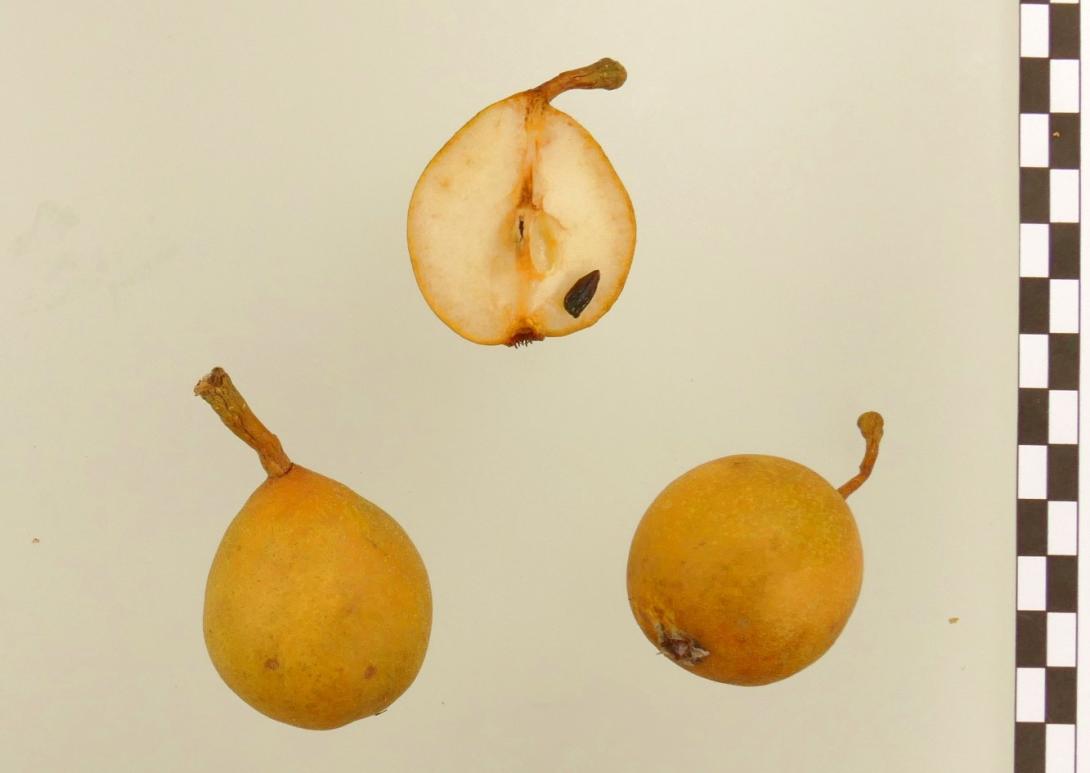 Volkmarser Birne