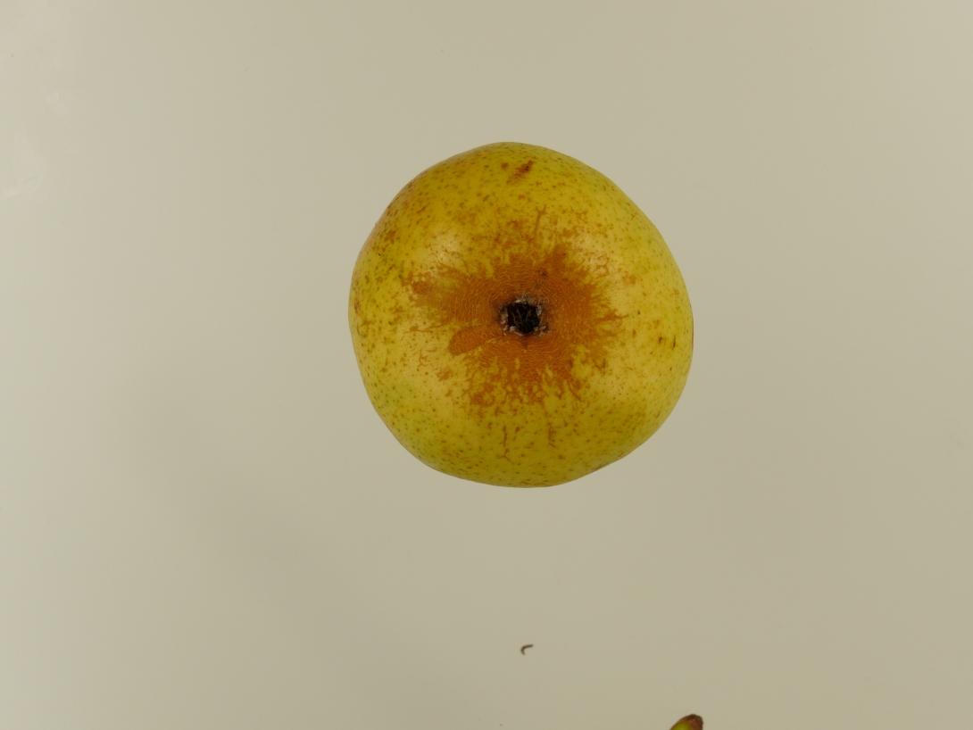Van Geerts Butterbirne