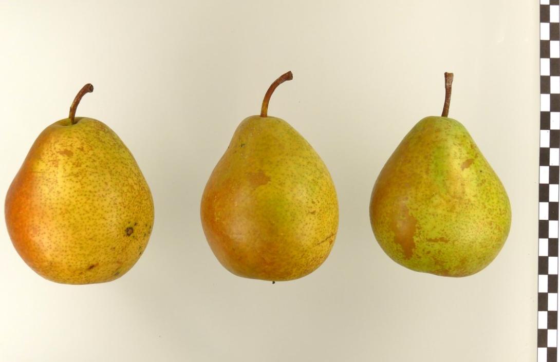 Amanlis Butterbirne