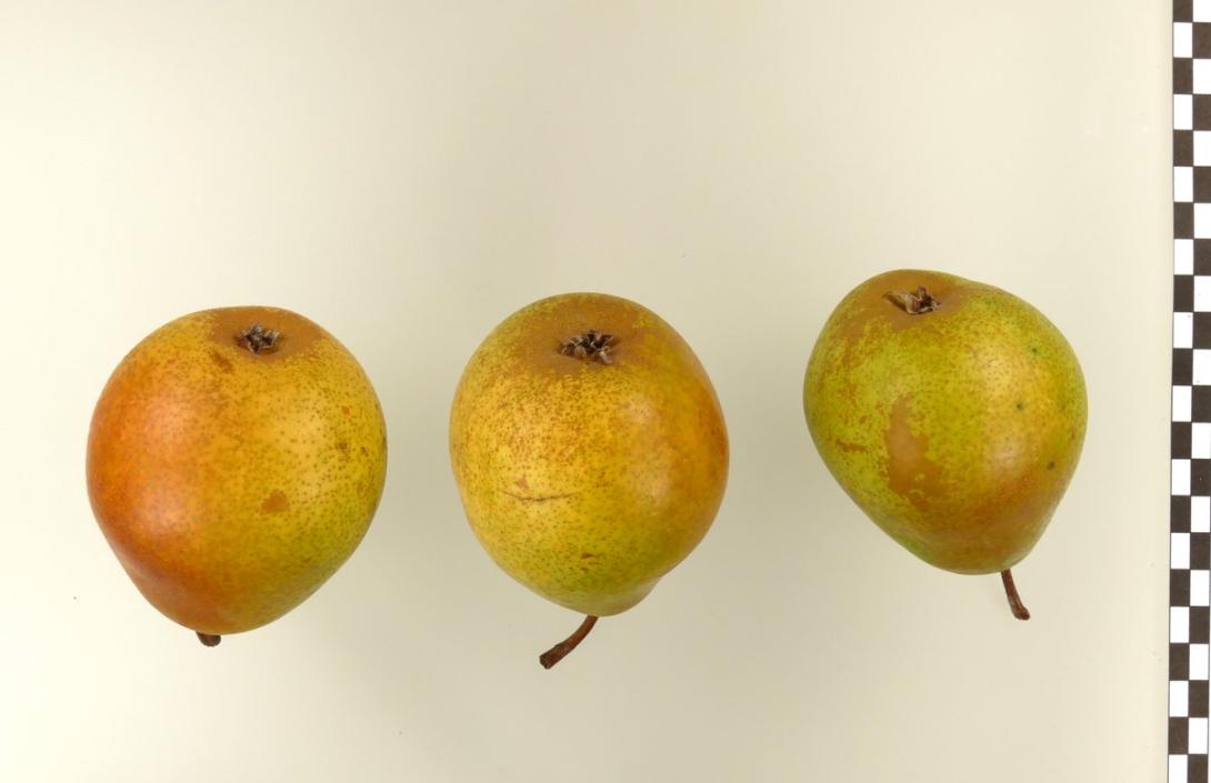 Amanlis Butterbirne
