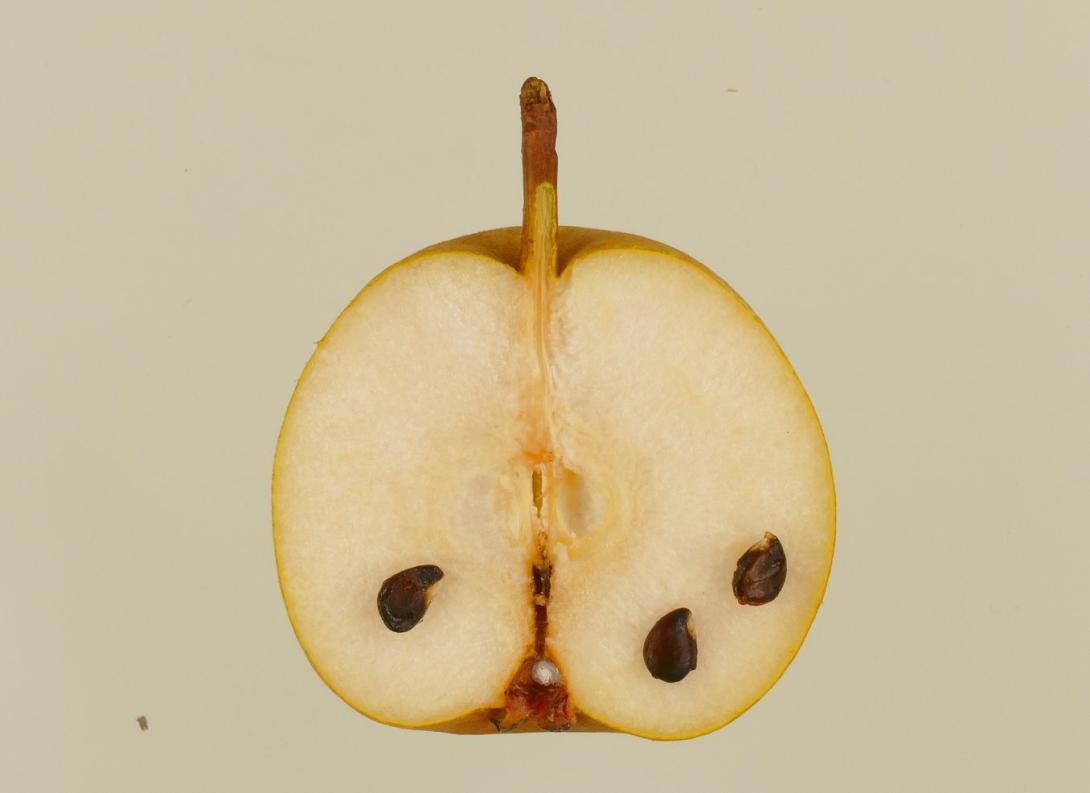 Lübecker Sommerbergamotte