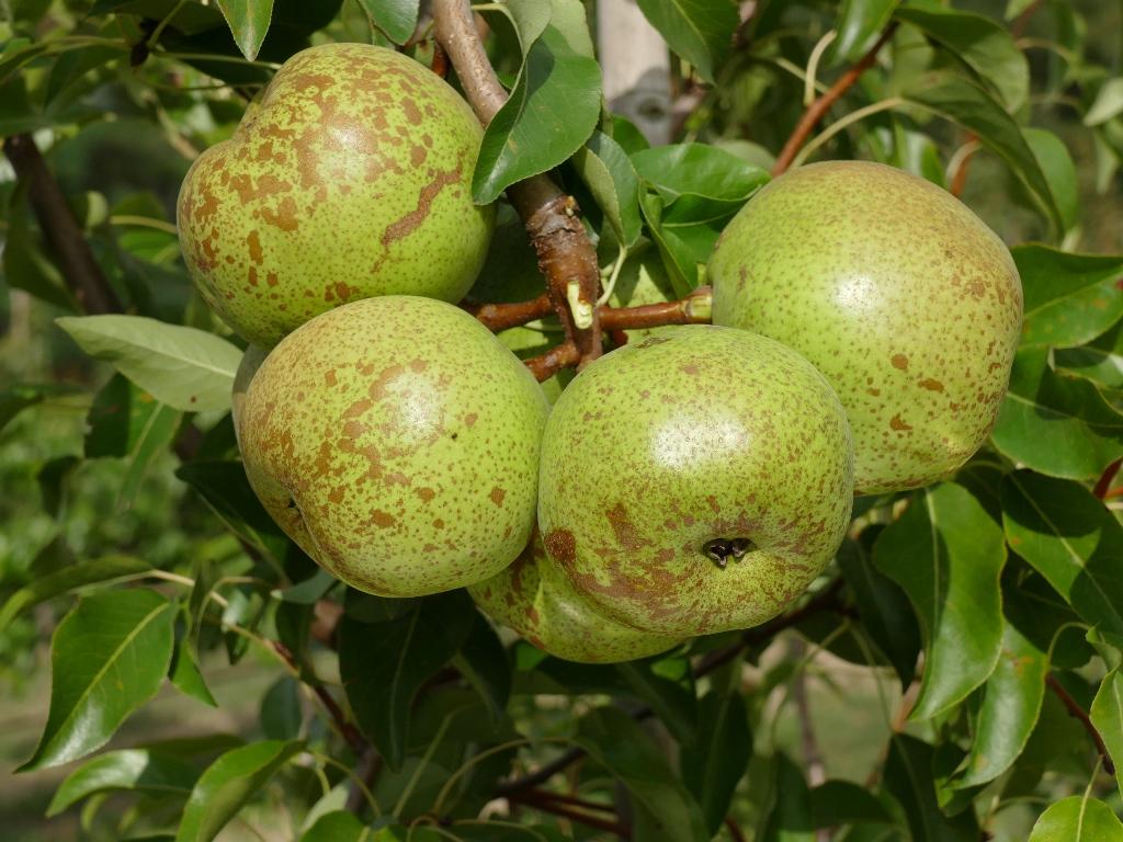 Esperens Bergamotte