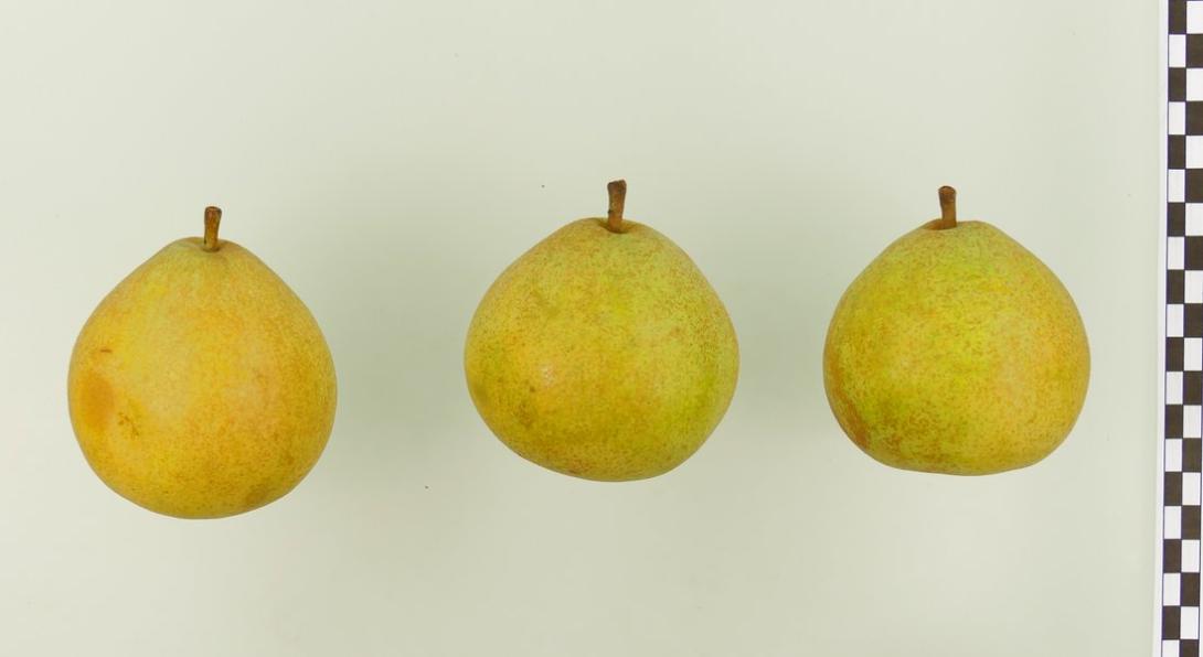Rote Dechantsbirne