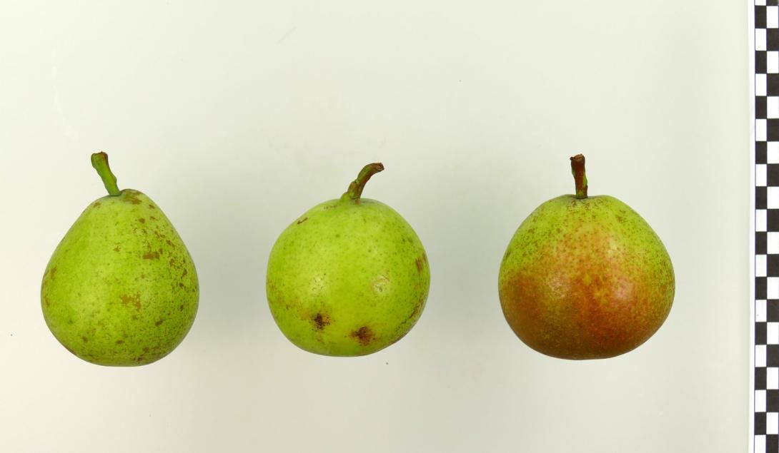 Esperens Herrenbirne