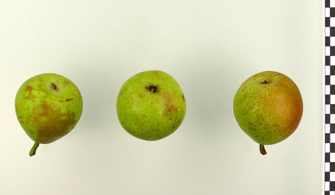 Esperens Herrenbirne