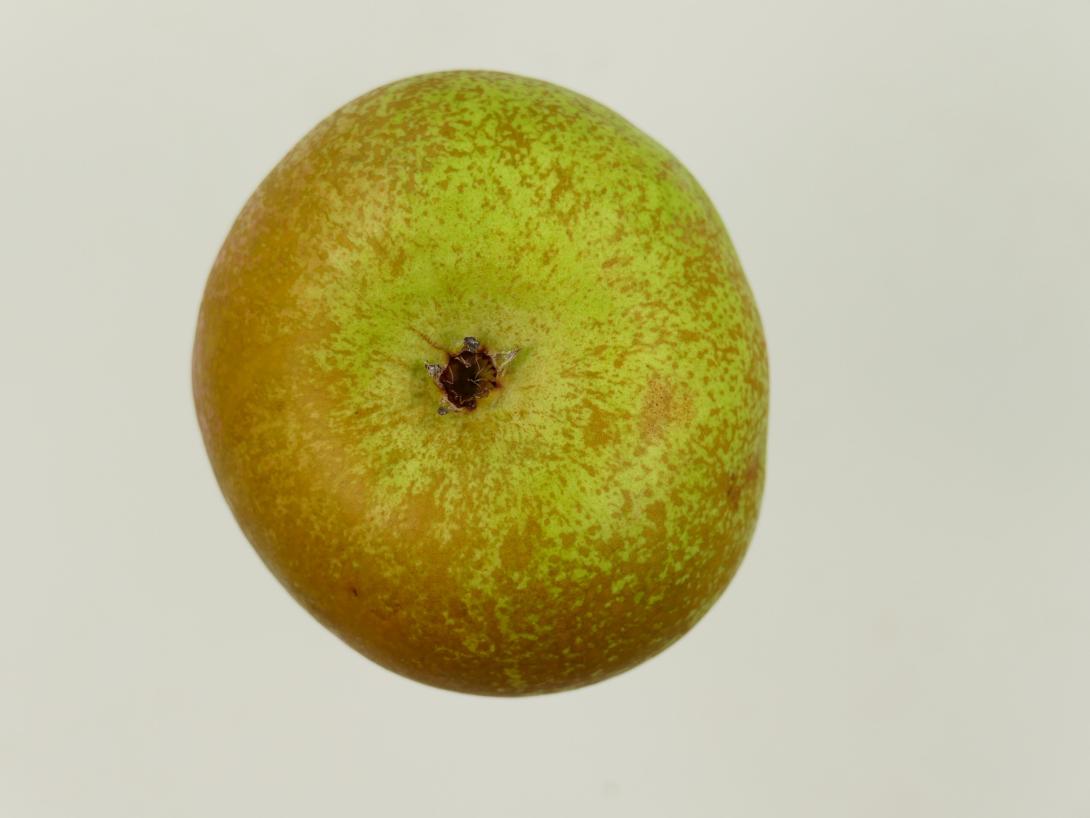 Esperens Herrenbirne
