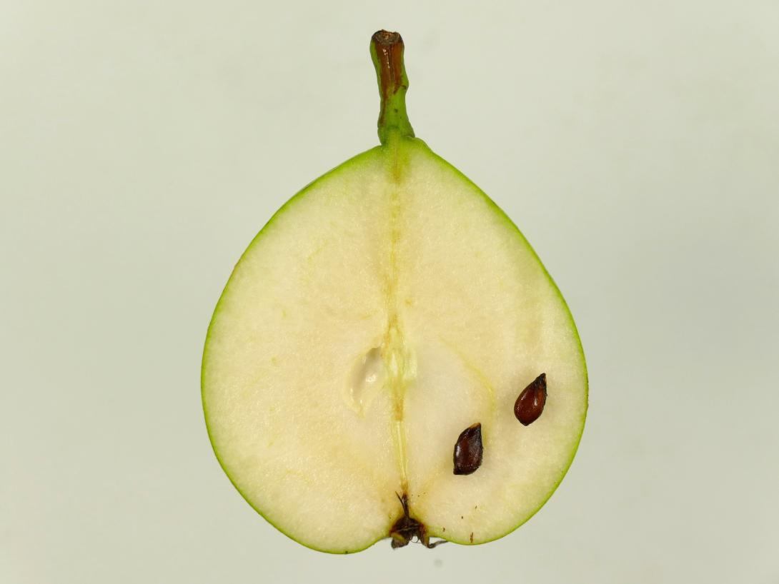 Esperens Herrenbirne