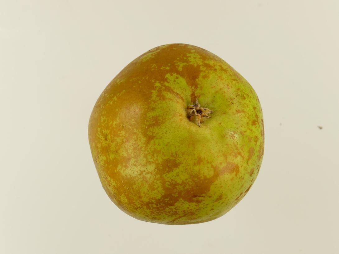 Graf Moltke