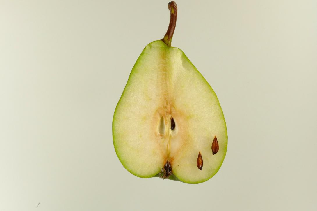Gute Luise