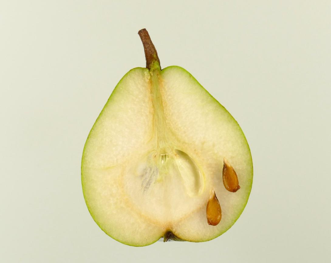 Dumas Herbstdorn
