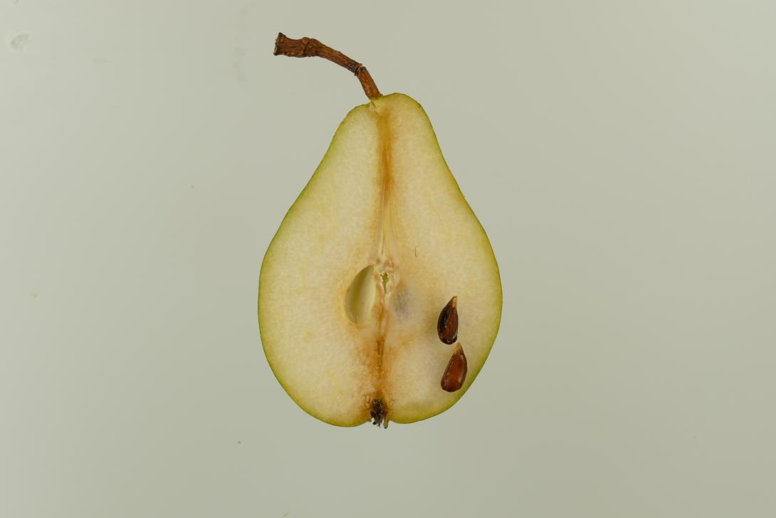 Schweizerhose