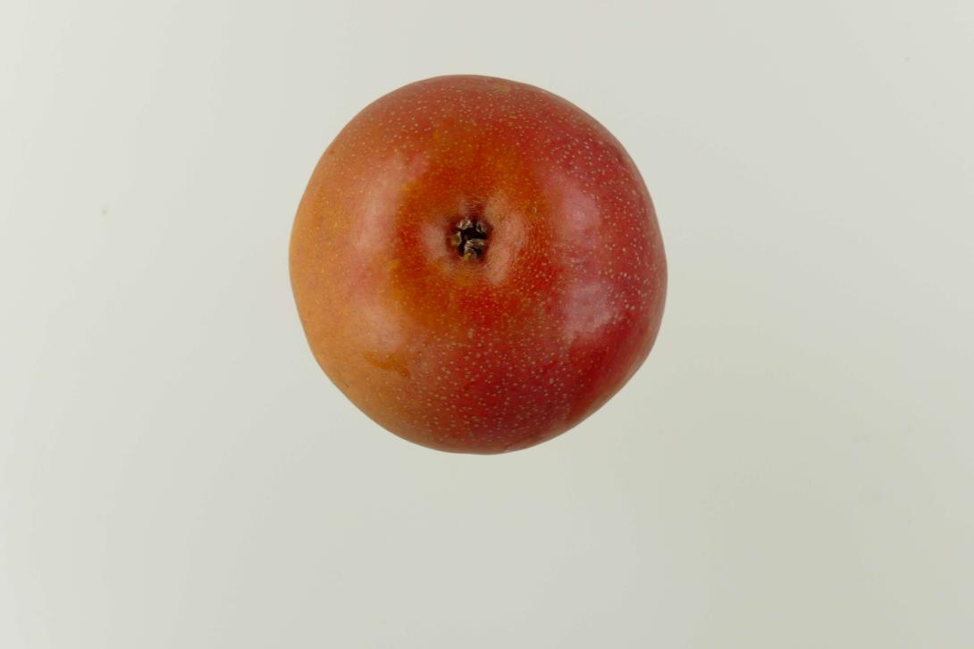 Seckel