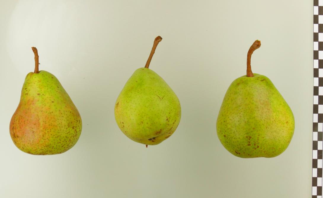 Schmelzende aus Thirriot