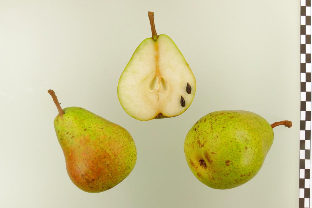 Schmelzende aus Thirriot