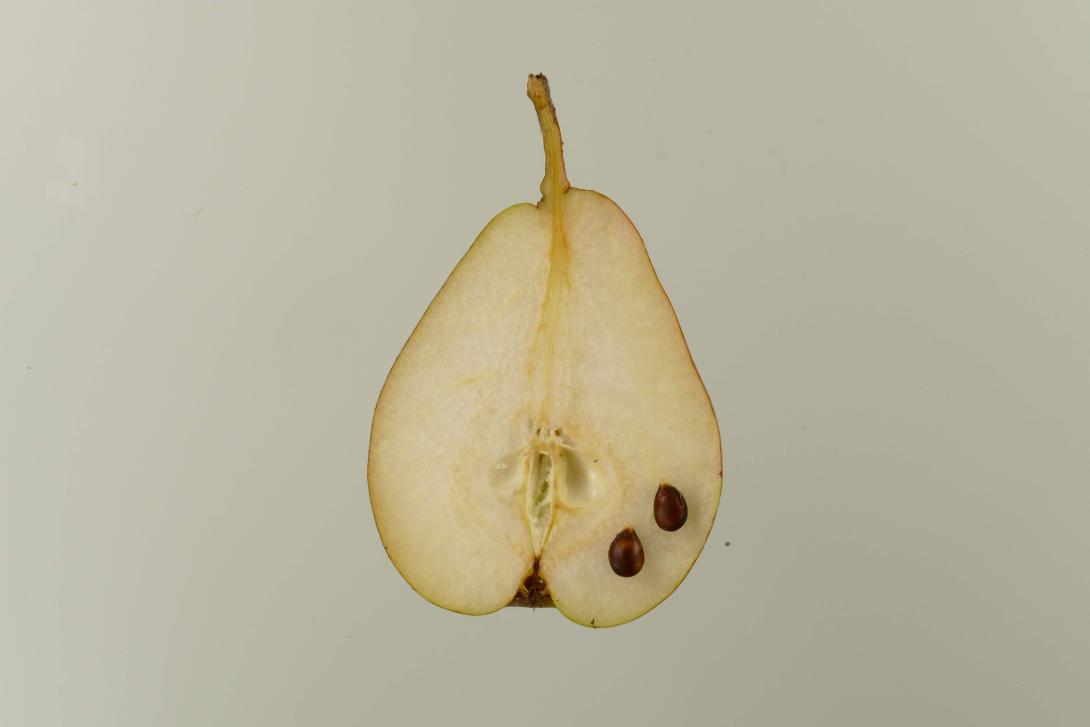 Forellenbirne