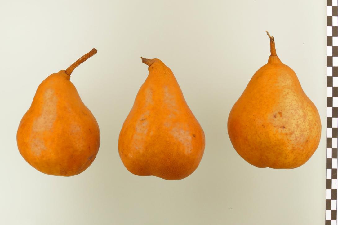 Tongern