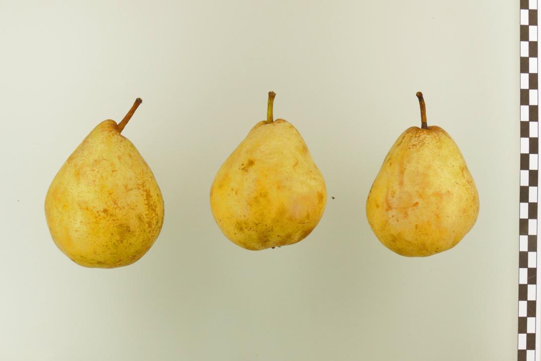 Premices de Maria Lesueur