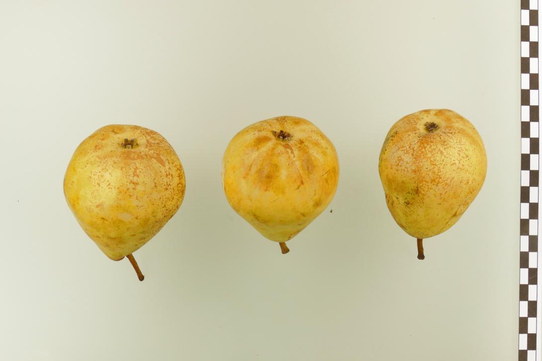 Premices de Maria Lesueur
