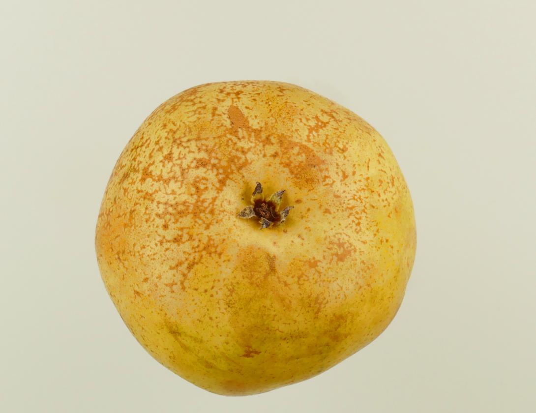 Premices de Maria Lesueur