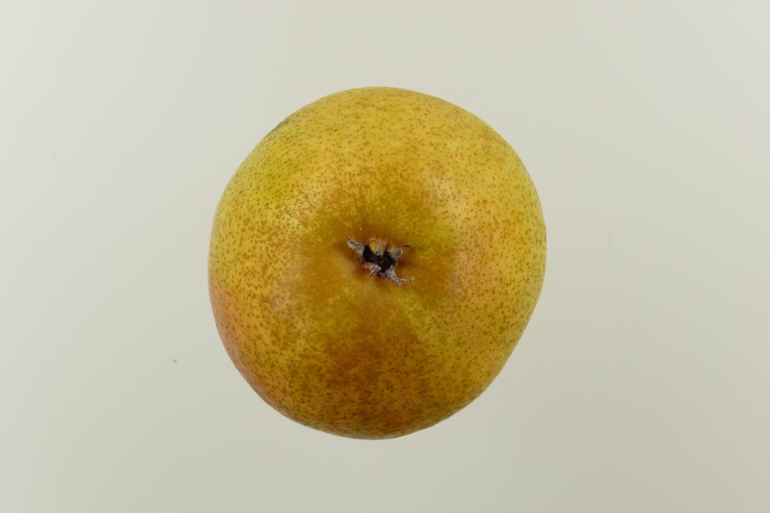 Clairgeaus Butterbirne