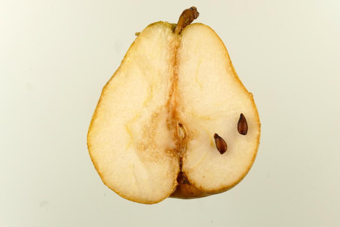 Ewart