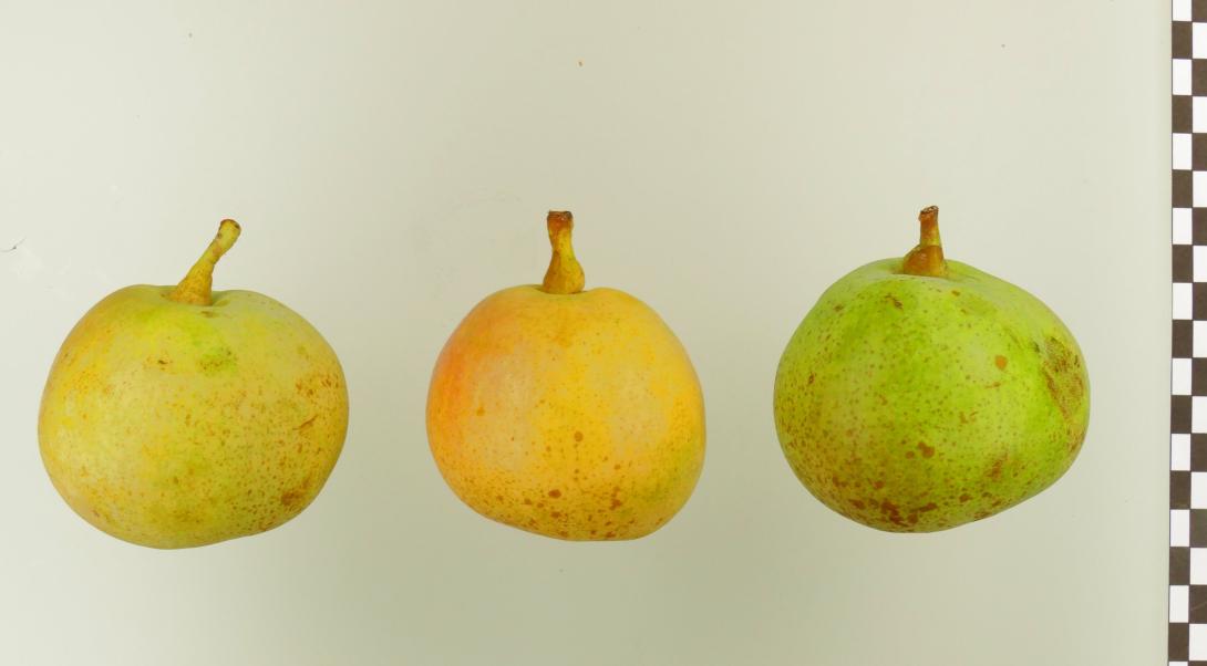 Gansels Late Bergamotte