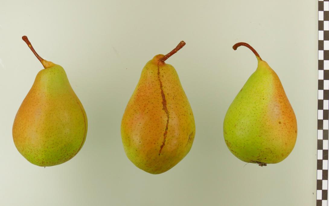 Pastorenbirne