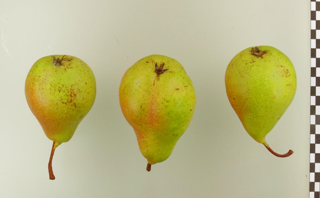 Pastorenbirne