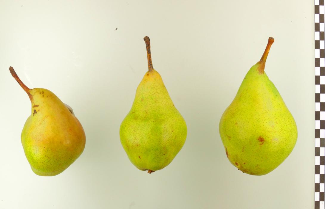 Schöne Angevine