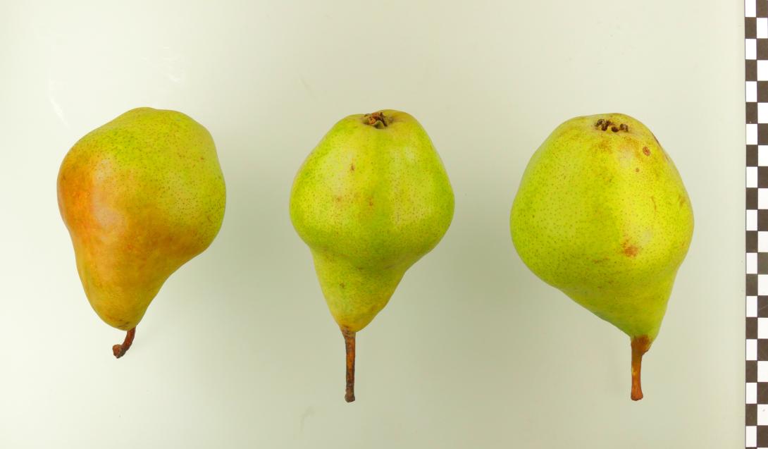 Schöne Angevine