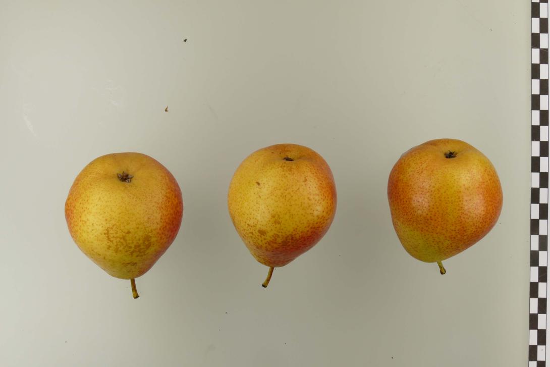 Forellenbirne