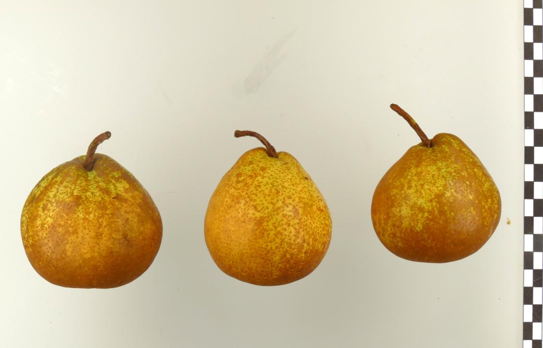 Winternelis