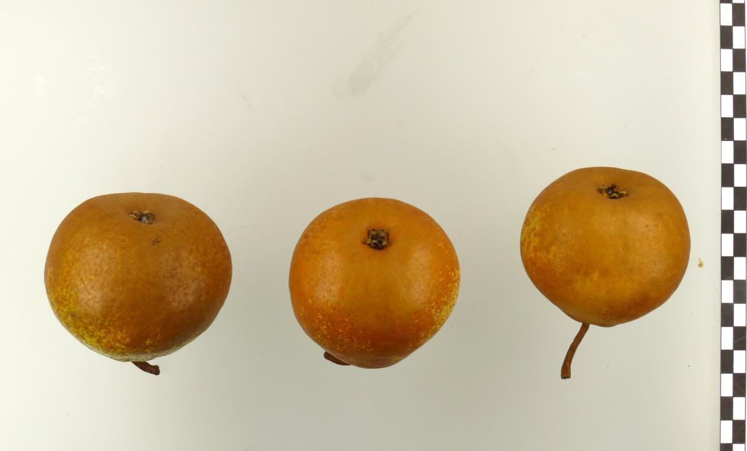 Winternelis