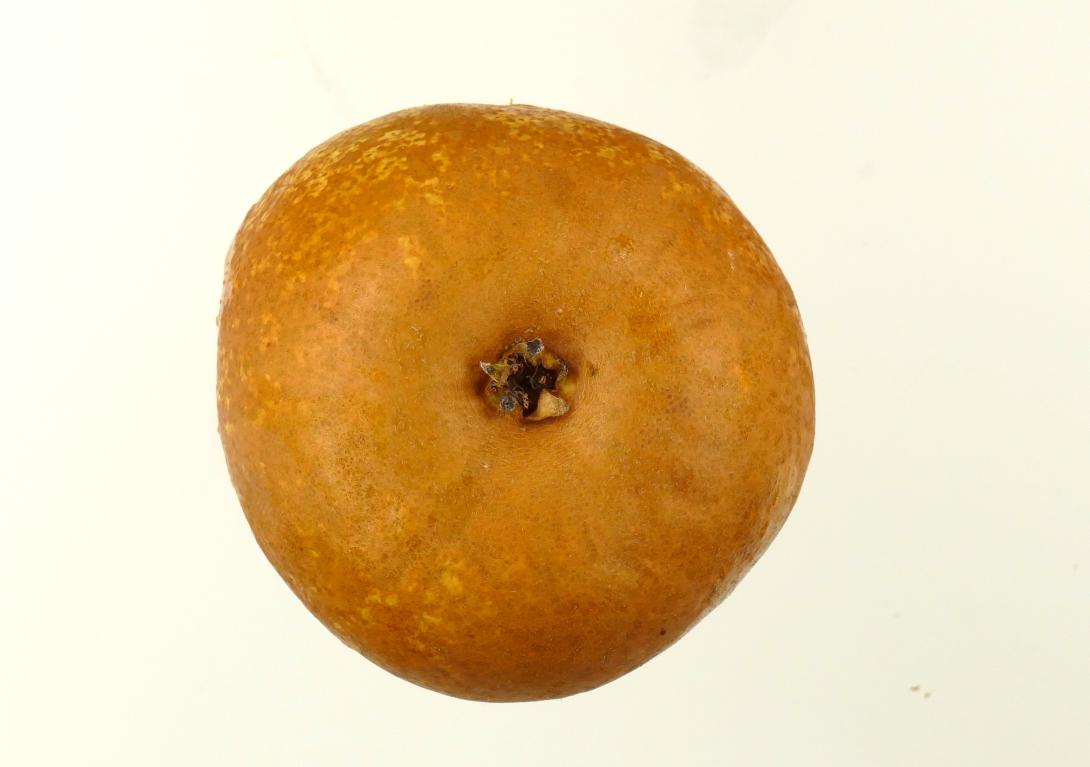 Winternelis