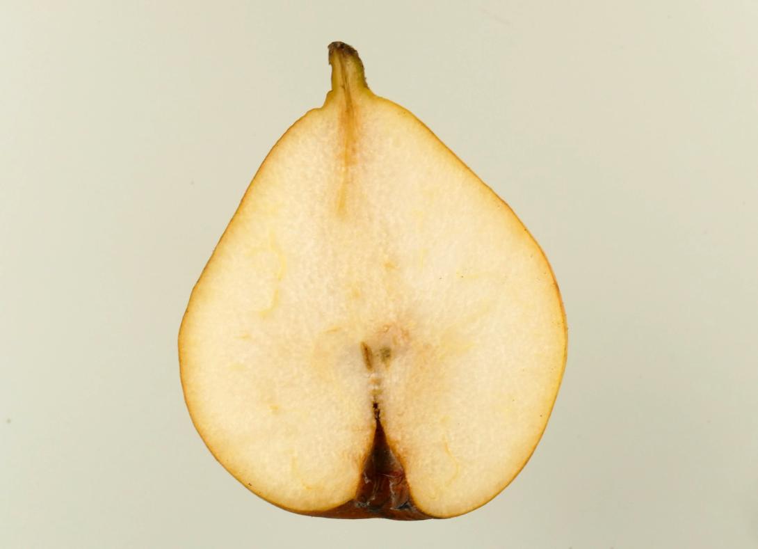 Gieser Wildeman