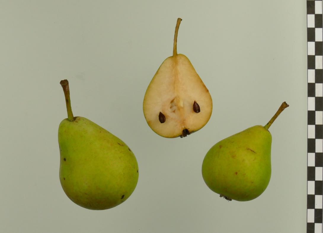 Knausbirne